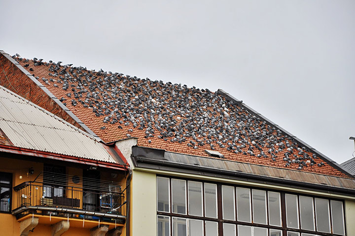 A2B Pest Control are able to install spikes to deter birds from roofs in Livingston. 