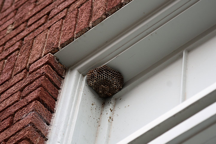 We provide a wasp nest removal service for domestic and commercial properties in Livingston.